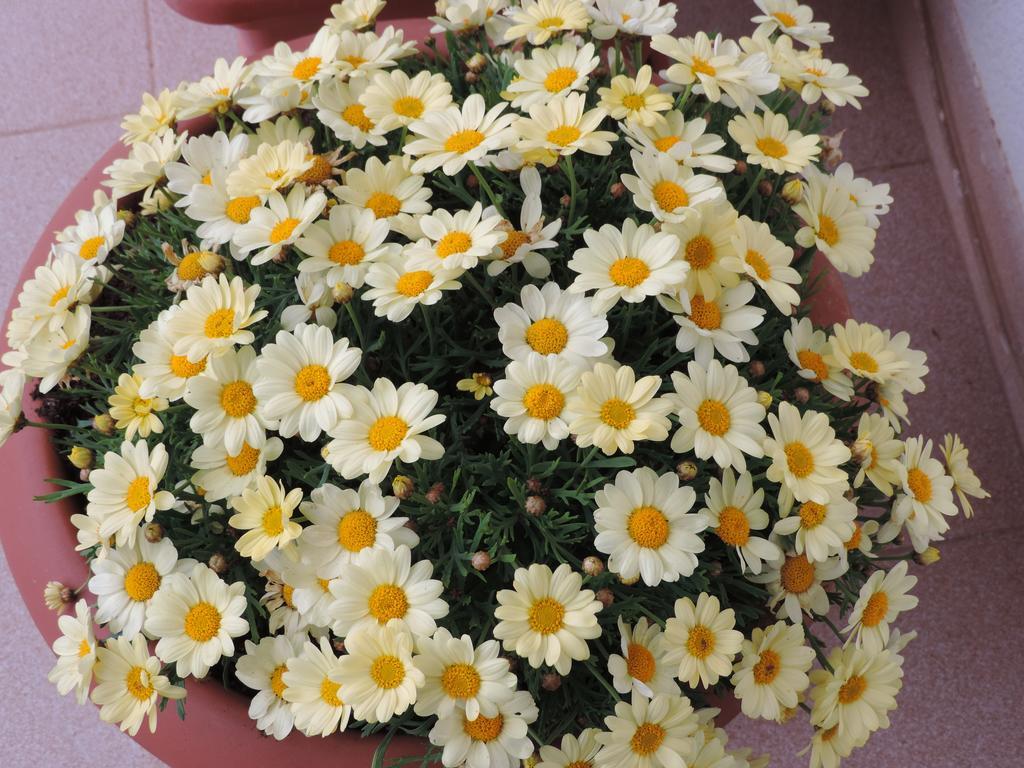 Bed And Breakfast Il Girasole Монделло Экстерьер фото